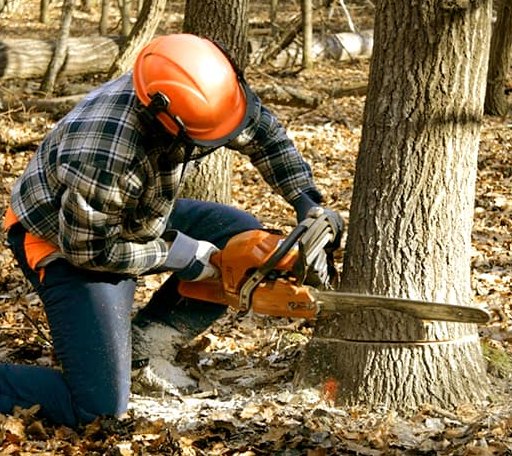 Tree Removal in New Sweden, ME